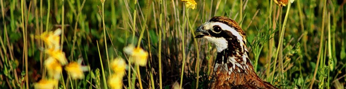 Image of a pheasant in a field of flora