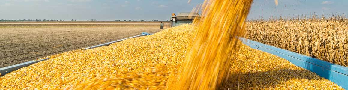 image of a corn harvester