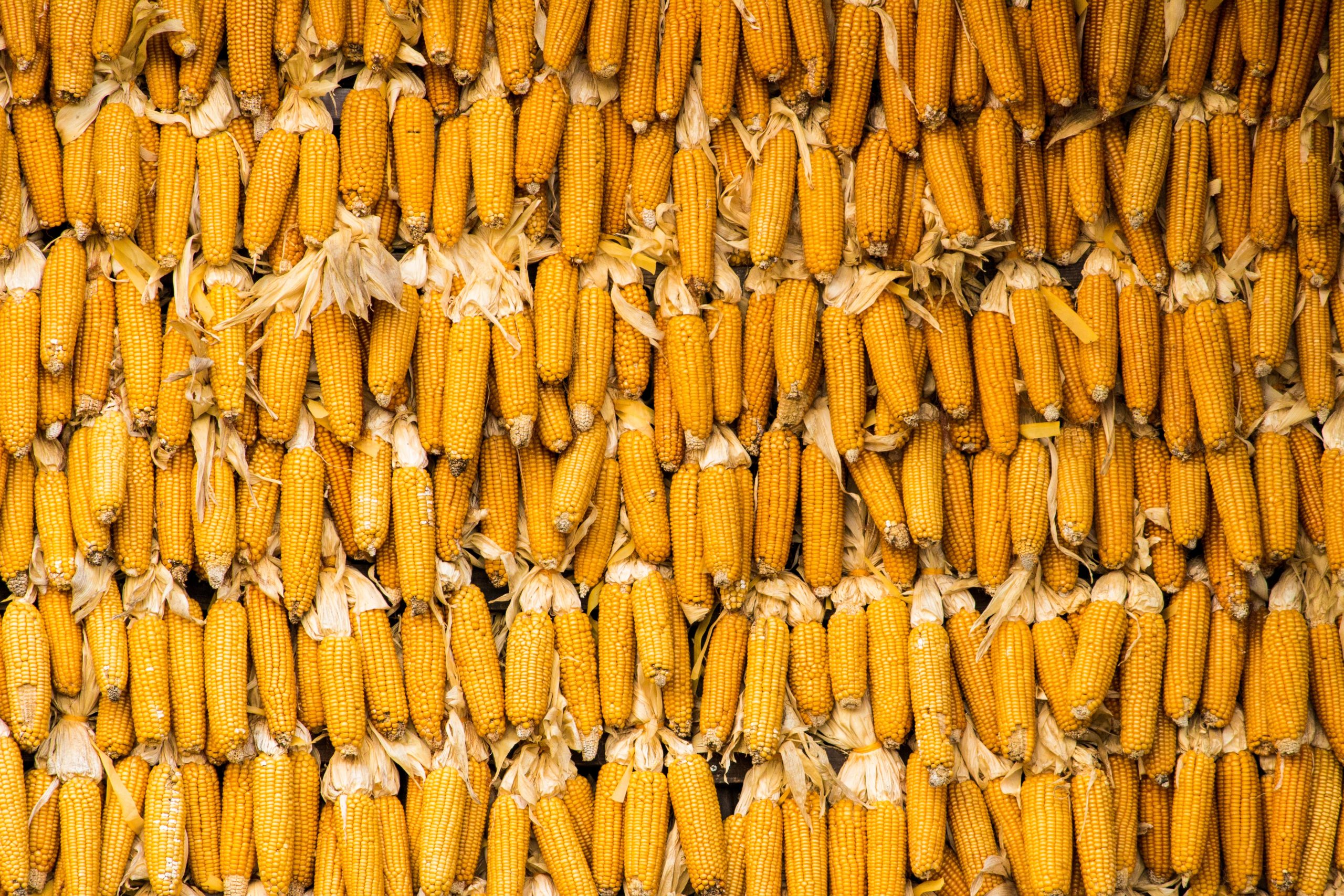 a wall of corn