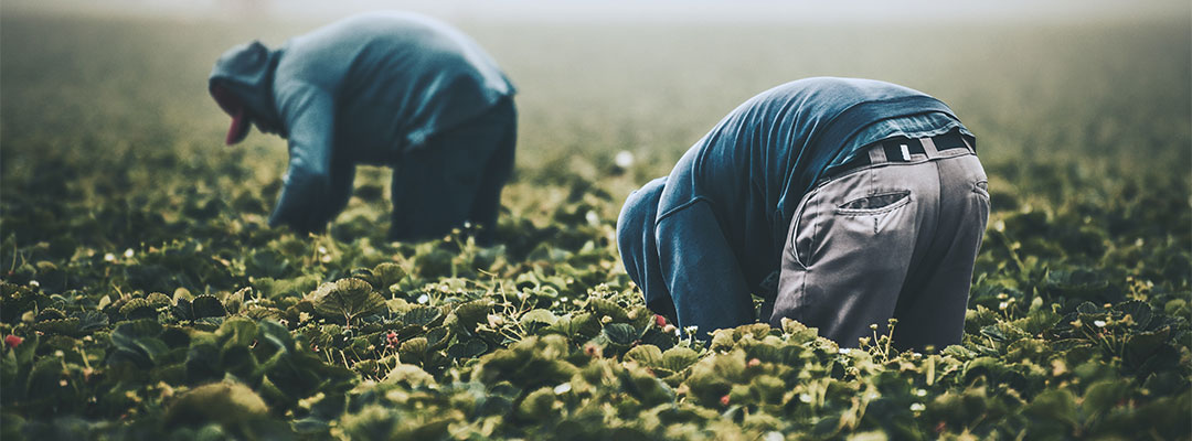 workers in a field